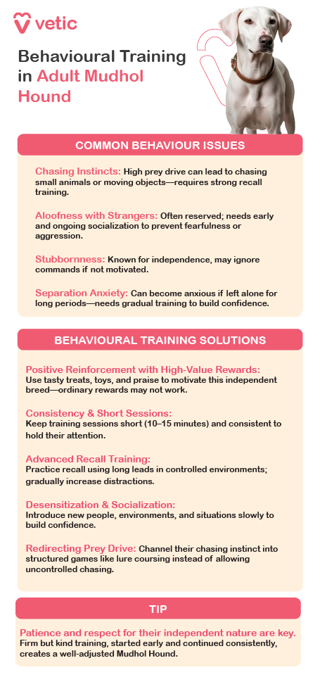 This image is an educational poster from Vetic focused on behavioural training for adult Mudhol Hounds. It features a Mudhol Hound alongside structured text that outlines common behavioural challenges and effective training strategies tailored to the breed. The title, “Behavioural Training in Adult Mudhol Hound,” sets the tone for a practical guide. The poster identifies key behavioural issues such as a strong chasing instinct due to high prey drive, aloofness with strangers that stems from their reserved nature, and a tendency toward stubbornness, which reflects their independent temperament. It also notes that Mudhol Hounds may experience separation anxiety if left alone for extended periods, requiring gradual confidence-building. To address these issues, the poster recommends using high-value rewards like tasty treats and toys for positive reinforcement, as ordinary rewards may not be effective. It emphasizes the importance of short, consistent training sessions lasting 10 to 15 minutes to maintain the dog’s attention. Advanced recall training is suggested using long leads in controlled environments, gradually increasing distractions. Desensitization and socialization are encouraged by slowly introducing new people and environments. To manage their prey drive, the poster advises redirecting it into structured games such as lure coursing.