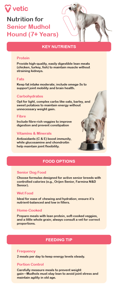 This image is an informative poster from Vetic that provides detailed nutritional guidance for senior Mudhol Hounds aged seven years and older. The layout is clean and visually structured, with the title clearly indicating the focus on senior dog nutrition. A Mudhol Hound is featured prominently, reinforcing the breed-specific relevance of the content. The poster outlines essential nutrients needed to support aging Mudhols. It recommends high-quality, easily digestible lean proteins such as chicken, turkey, and fish to help maintain muscle mass without overburdening the kidneys. Moderate fat intake is advised, with an emphasis on omega-3 fatty acids to support joint mobility and cognitive health. For carbohydrates, the guide suggests light, complex sources like oats, barley, and sweet potatoes to sustain energy without contributing to weight gain. Fibre-rich vegetables are included to aid digestion and prevent constipation, while antioxidants like vitamins C and E are highlighted for immune support. Joint health is addressed through glucosamine and chondroitin supplementation. The poster also presents food options suitable for senior Mudhol Hounds, including specially formulated senior dog foods like Orijen Senior and Farmina N&D Senior, which offer controlled calories for active older dogs. Wet food is recommended for easier chewing and hydration, provided it is nutrient-balanced and low in fillers. Home-cooked meals are suggested as an alternative, incorporating lean proteins, soft-cooked vegetables, and whole grains, with a note to consult a veterinarian for proper proportions. Feeding tips include offering two meals per day to maintain steady energy levels and practicing strict portion control to prevent weight gain. The poster emphasizes that senior Mudhols should remain lean to avoid joint stress and preserve agility in their later years.