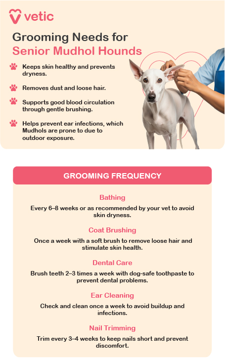 This image is an educational poster from Vetic that outlines the grooming needs of senior Mudhol Hounds. It features a Mudhol Hound being gently brushed by a person, visually reinforcing the importance of regular grooming in maintaining the dog’s health and comfort. The poster emphasizes that grooming helps keep the skin healthy and prevents dryness, removes dust and loose hair, supports good blood circulation through gentle brushing, and helps prevent ear infections—particularly important for Mudhols due to their frequent outdoor exposure. The grooming frequency guide recommends bathing every six to eight weeks or as advised by a veterinarian to avoid skin dryness. Coat brushing should be done once a week using a soft brush to remove loose hair and stimulate skin health. Dental care involves brushing the dog’s teeth two to three times per week with dog-safe toothpaste to prevent dental issues. Ear cleaning is advised once a week to prevent buildup and infections, while nail trimming should be done every three to four weeks to maintain comfort and prevent overgrowth. The layout is clear and informative, making it a practical reference for senior Mudhol Hound care.