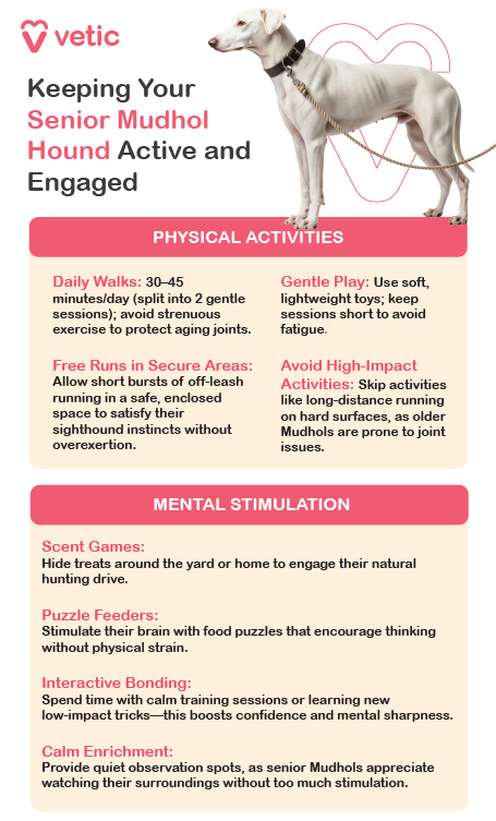 This image is an educational poster from Vetic that offers guidance on keeping senior Mudhol Hounds active and mentally engaged. It features a relaxed Mudhol Hound, visually reinforcing the theme of gentle stimulation suited to aging dogs. The poster is divided into two sections: Physical Activities and Mental Stimulation, each tailored to the breed’s needs in its senior years. The Physical Activities section recommends daily walks of 30 to 45 minutes, split into two gentle sessions to protect aging joints. It suggests using soft, lightweight toys for brief play sessions that avoid fatigue. Short bursts of off-leash running in secure, enclosed areas are encouraged to satisfy the breed’s natural sighthound instincts without overexertion. High-impact activities like long-distance running on hard surfaces are discouraged due to the risk of joint issues. The Mental Stimulation section includes scent games that involve hiding treats around the home or yard to engage the dog’s natural hunting drive. Puzzle feeders are recommended to stimulate the brain without requiring physical exertion. Calm training sessions and low-impact tricks help boost confidence and maintain mental sharpness. The poster also advises providing quiet observation spots, as senior Mudhols enjoy watching their surroundings in a peaceful setting. The overall layout is clear and practical, making it a useful reference for owners looking to support their senior Mudhol Hound’s well-being.