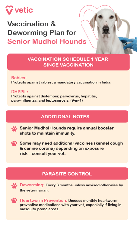 This image is an educational poster from Vetic that focuses on behavioral care and cognitive support for senior Mudhol Hounds. It features a Mudhol Hound wearing a collar, visually reinforcing the theme of attentive senior care. The poster is divided into five sections, each offering specific advice to help maintain mental sharpness and emotional well-being in aging dogs. It recommends using age-appropriate puzzle toys that are simple enough to avoid frustration while still encouraging light problem-solving. Scent games are suggested to engage the dog’s strong hunting instincts by hiding treats or toys, which helps reduce boredom and support mental agility. Interactive toys that are soft and mentally stimulating are advised to delay cognitive decline without requiring intense physical effort. The poster emphasizes the importance of routine and consistency, advising owners to maintain a calm, predictable daily schedule and provide quiet resting spaces to minimize stress. Lastly, it highlights the role of veterinary support, encouraging regular check-ups to monitor cognitive health and explore brain-supportive supplements or therapies if needed. The layout is clear and practical, making it a valuable resource for senior Mudhol Hound care.