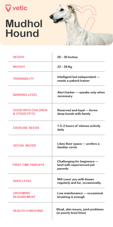 a well-structured informational poster about the Mudhol Hound, branded with the “Vetic” logo and featuring a clear photograph of the breed. The dog is shown in profile, emphasizing its slender frame and poised stance. The poster presents a comprehensive overview of the breed’s characteristics, including its height range of 26 to 30 inches and weight between 22 to 28 kilograms. It notes that while the Mudhol Hound is intelligent, its independent nature requires a patient trainer. The breed is described as an alert barker that vocalizes only when necessary, and although reserved, it forms deep bonds with family members. The poster highlights the need for 1.5 to 2 hours of intense daily activity and mentions that the dog prefers familiar social circles. It also advises that the breed may be challenging for first-time pet parents. Shedding is minimal, and grooming needs are low, requiring only occasional brushing. Health concerns listed include bloat, skin issues, and joint problems, particularly in poorly bred lines. The layout and tone of the poster are informative and visually engaging, making it ideal for blog readers seeking a quick yet thorough understanding of the Mudhol Hound.