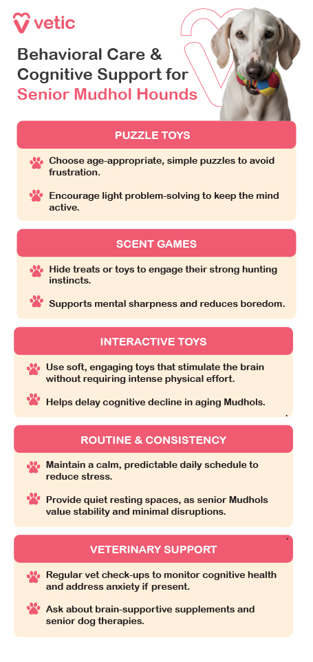 This image is an educational poster from Vetic that focuses on behavioral care and cognitive support for senior Mudhol Hounds. It features a Mudhol Hound wearing a collar, visually reinforcing the theme of attentive senior care. The poster is divided into five sections, each offering specific advice to help maintain mental sharpness and emotional well-being in aging dogs. It recommends using age-appropriate puzzle toys that are simple enough to avoid frustration while still encouraging light problem-solving. Scent games are suggested to engage the dog’s strong hunting instincts by hiding treats or toys, which helps reduce boredom and support mental agility. Interactive toys that are soft and mentally stimulating are advised to delay cognitive decline without requiring intense physical effort. The poster emphasizes the importance of routine and consistency, advising owners to maintain a calm, predictable daily schedule and provide quiet resting spaces to minimize stress. Lastly, it highlights the role of veterinary support, encouraging regular check-ups to monitor cognitive health and explore brain-supportive supplements or therapies if needed. The layout is clear and practical, making it a valuable resource for senior Mudhol Hound care.