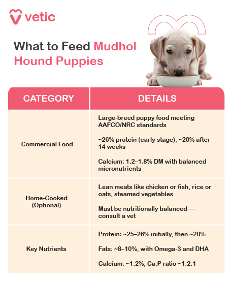 This image is an informative poster from Vetic that provides nutritional guidance for Mudhol Hound puppies. It features a young Mudhol Hound puppy eating from a bowl, visually reinforcing the theme of early-life nutrition. The poster is organized into a table with two columns labeled “Category” and “Details,” offering clear and concise recommendations for commercial food, home-cooked options, and essential nutrients. For commercial food, the guide advises choosing large-breed puppy formulas that meet AAFCO or NRC standards. It recommends a protein content of approximately 26% during the early growth stage, tapering to around 20% after 14 weeks. Calcium levels should range between 1.2% and 1.8% on a dry matter basis, with balanced micronutrients to support bone development. Home-cooked meals are presented as an optional alternative, suggesting lean meats like chicken or fish, grains such as rice or oats, and steamed vegetables. However, the poster emphasizes that these meals must be nutritionally balanced and prepared under veterinary guidance. Key nutrients are broken down further, with protein levels starting at 25–26% and reducing to 20% as the puppy matures. Fat content should be around 8–10%, ideally including Omega-3 fatty acids and DHA for brain and coat health. Calcium should be maintained at approximately 1.2%, with a calcium-to-phosphorus ratio close to 1.2:1 to support skeletal growth. The layout is practical and breed-specific, making it a valuable reference for new Mudhol Hound puppy owners.