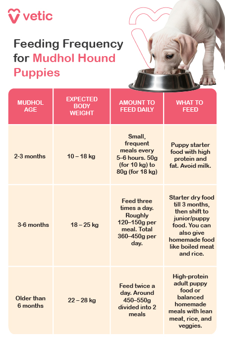 This image presents a structured feeding guide for Mudhol Hound puppies, created by Vetic. It features a clean table format that outlines age-specific dietary recommendations across three developmental stages: 2–3 months, 3–6 months, and older than 6 months. For each age group, the table details the expected body weight, the amount to feed daily, and the appropriate types of food. For puppies aged 2–3 months, weighing between 10 to 18 kilograms, small and frequent meals every 5–6 hours are advised, ranging from 50 to 80 grams per feeding, with a focus on high-protein puppy starter food and an explicit note to avoid milk. Between 3–6 months, when the expected weight is 18 to 25 kilograms, the guide recommends feeding three times a day, totaling 360 to 450 grams, with a transition from starter dry food to junior or puppy food, and the option to include boiled meat and rice. For Mudhol Hounds older than 6 months, weighing 22 to 28 kilograms, two meals a day are suggested, amounting to 450 to 550 grams, with a diet consisting of high-protein adult puppy food or balanced homemade meals featuring lean meat, rice, and vegetables. The image is informative and visually organized, making it a practical reference for pet parents navigating the nutritional needs of this breed.