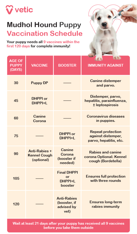 a detailed vaccination schedule for Mudhol Hound puppies, designed by Vetic to guide pet parents through the critical first 120 days of their puppy’s life. The schedule is presented in a clean table format, listing the age of the puppy in days, the specific vaccines required, any necessary boosters, and the diseases each vaccine protects against. It begins at day 30 with the Puppy DP vaccine for canine distemper and parvo, followed by DHHPPI or DHHPPI+L at day 45, which covers multiple diseases including leptospirosis. At day 60, the Canine Corona vaccine is introduced, and by day 75, a booster of DHHPPI or DHHPPI+L is administered. Day 90 includes the Anti-Rabies vaccine and an optional Kennel Cough vaccine, with a potential Canine Corona booster. The final DHHPPI booster is given at day 105, and a rabies booster may be advised at day 120. The image emphasizes that all nine vaccines are essential for complete immunity and advises waiting at least 21 days after the final dose before taking the puppy outdoors. The layout is informative and visually accessible, making it an excellent resource for responsible pet care.