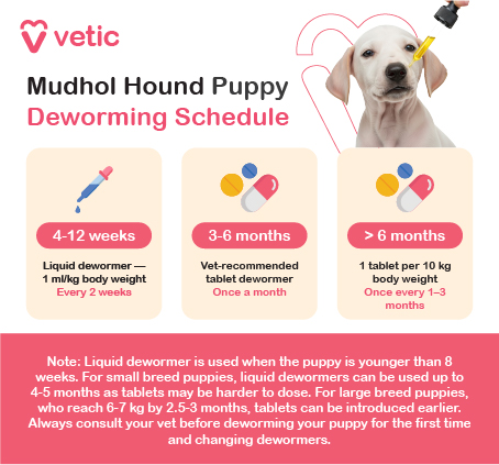 a visually engaging deworming guide for Mudhol Hound puppies, created by Vetic. It features a soft-toned background with a puppy illustration framed by a heart outline and a syringe motif, reinforcing the theme of veterinary care. The schedule is divided into three age brackets: from 4 to 12 weeks, puppies should receive a liquid dewormer at a dosage of 1 ml per kilogram of body weight every two weeks; between 3 to 6 months, a vet-recommended tablet dewormer is advised once a month; and for puppies older than 6 months, one tablet per 10 kilograms of body weight should be administered every one to three months. A detailed note at the bottom clarifies that liquid dewormers are preferred for puppies younger than 8 weeks and may be extended for small breeds up to 4–5 months due to dosing challenges with tablets. For large breed puppies, tablets can be introduced earlier, typically when they reach 6–7 kilograms by 2.5 to 3 months. The image emphasizes the importance of consulting a veterinarian before initiating or modifying a deworming routine, making it a practical and informative resource for pet parents.