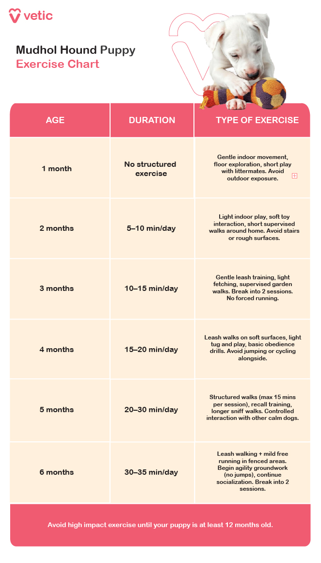 1 Month: No structured exercise. Encourages gentle indoor movement and short play with littermates. Outdoor exposure is discouraged. 2 Months: 5–10 minutes/day. Light indoor play, soft toy interaction, and short supervised walks around the home. Avoid stairs and rough surfaces. 3 Months: 10–15 minutes/day. Introduces gentle leash training and light fetching. Walks should be supervised and split into two sessions. 4 Months: 15–20 minutes/day. Leash walks on soft surfaces, basic obedience drills, and light tug play. Avoid jumping or cycling. 5 Months: 20–30 minutes/day. Structured walks (max 15 minutes per session), recall training, and longer sniff walks. Calm dog interactions are encouraged. 6 Months: 30–35 minutes/day. Combines leash walking with mild free running in fenced areas. Agility groundwork begins (no jumps), with continued socialization. ⚠️ Important Note: High-impact exercises should be avoided until the puppy reaches at least 12 months of age to protect joint health and support proper growth.