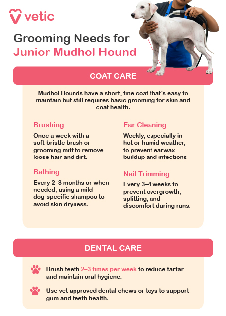 a grooming guide for Junior Mudhol Hounds, created by Vetic. It features a person gently holding a young Mudhol Hound, reinforcing the theme of attentive care. The content is divided into two main sections—Coat Care and Dental Care—each offering specific recommendations. The guide explains that Mudhol Hounds have short, fine coats that are easy to maintain but still require regular grooming to support skin and coat health. It recommends brushing once a week with a soft-bristle brush or grooming mitt to remove loose hair and dirt, and bathing every two to three months using a mild dog-specific shampoo to prevent skin dryness. Ear cleaning should be done weekly, especially in hot or humid conditions, to prevent wax buildup and infections. Nail trimming is advised every three to four weeks to avoid overgrowth and discomfort during runs. For dental care, the guide suggests brushing the dog’s teeth two to three times per week and using vet-approved dental chews or toys to maintain gum and teeth health. The image combines practical grooming advice with a warm visual tone, making it a useful reference for pet parents.