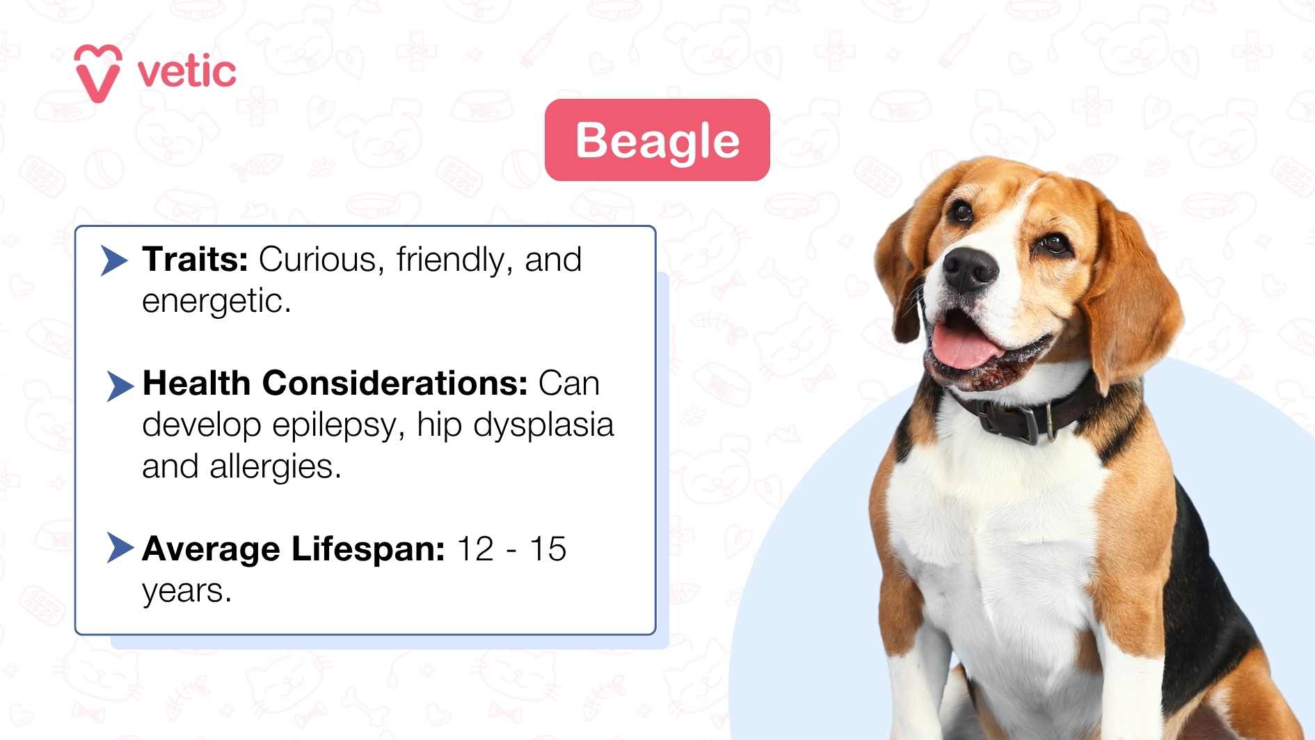 The image showcases a Beagle dog, its face partially obscured by a brown shape. Against a light blue background, the word “Beagle” appears in bold, dark blue font next to the logo “vetic.” Below, bullet points highlight the breed’s traits (“Curious, friendly, and energetic”) and health considerations (such as epilepsy, hip dysplasia, and allergies). The graphic also states an average lifespan of 12 to 15 years.