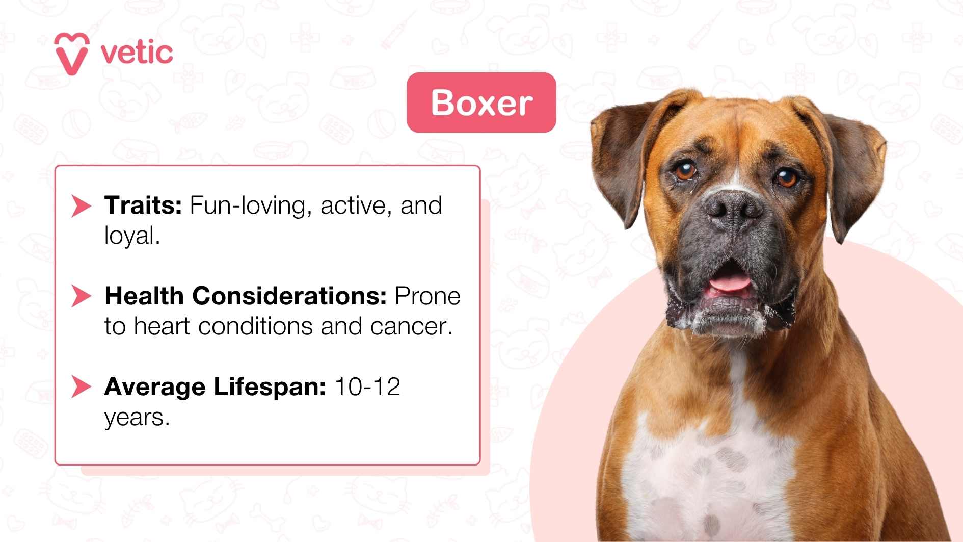 The image showcases a large, fawn-colored Boxer dog standing in profile, tongue out. Against a light blue background adorned with white doodles of different dog breeds and paw prints, the bold text “Boxer” appears in the top right corner. Below this title, three bullet points provide valuable information about the Boxer breed: Traits: Fun-loving, active, and loyal. Health Considerations: Boxers are prone to heart conditions and cancer. Average Lifespan: Typically 10 to 12 years.