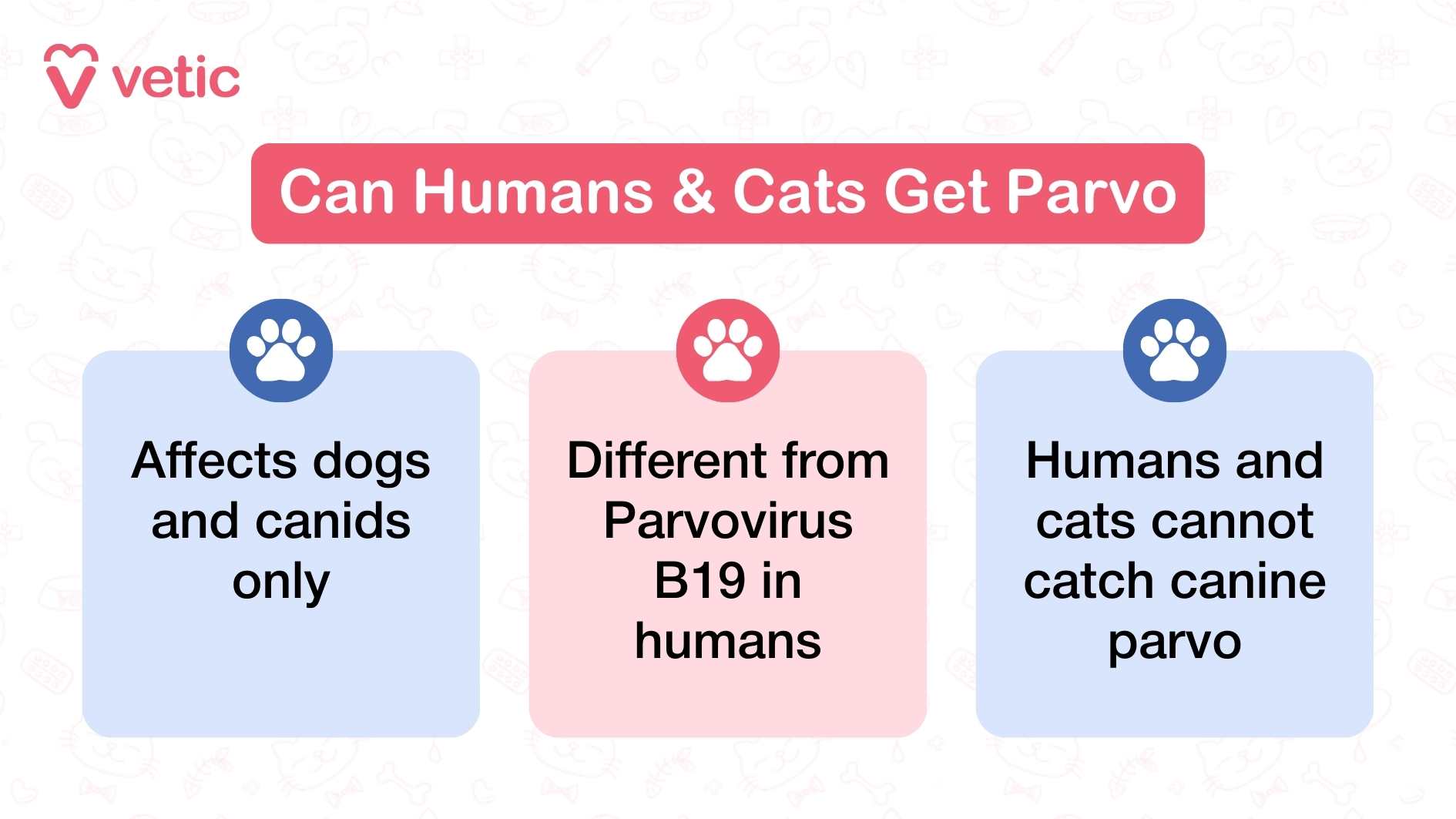 This second Vetic graphic is a smart myth-buster—simple, direct, and essential for clearing up confusion around parvovirus transmission. The title “Can Humans & Cats Get Parvo?” sets up a common concern, and the layout delivers clarity in three quick hits: “Affects dogs and canids only” – This anchors the message in species specificity. “Different from Parvovirus B19 in humans” – A subtle but crucial distinction that separates canine parvo from the human virus with a similar name. “Humans and cats cannot catch canine parvo” – The final reassurance, eliminating cross-species fear. The paw print icons add a friendly, visual rhythm to the information, making it digestible and memorable. It’s a great example of how to use minimal design to deliver maximum clarity.