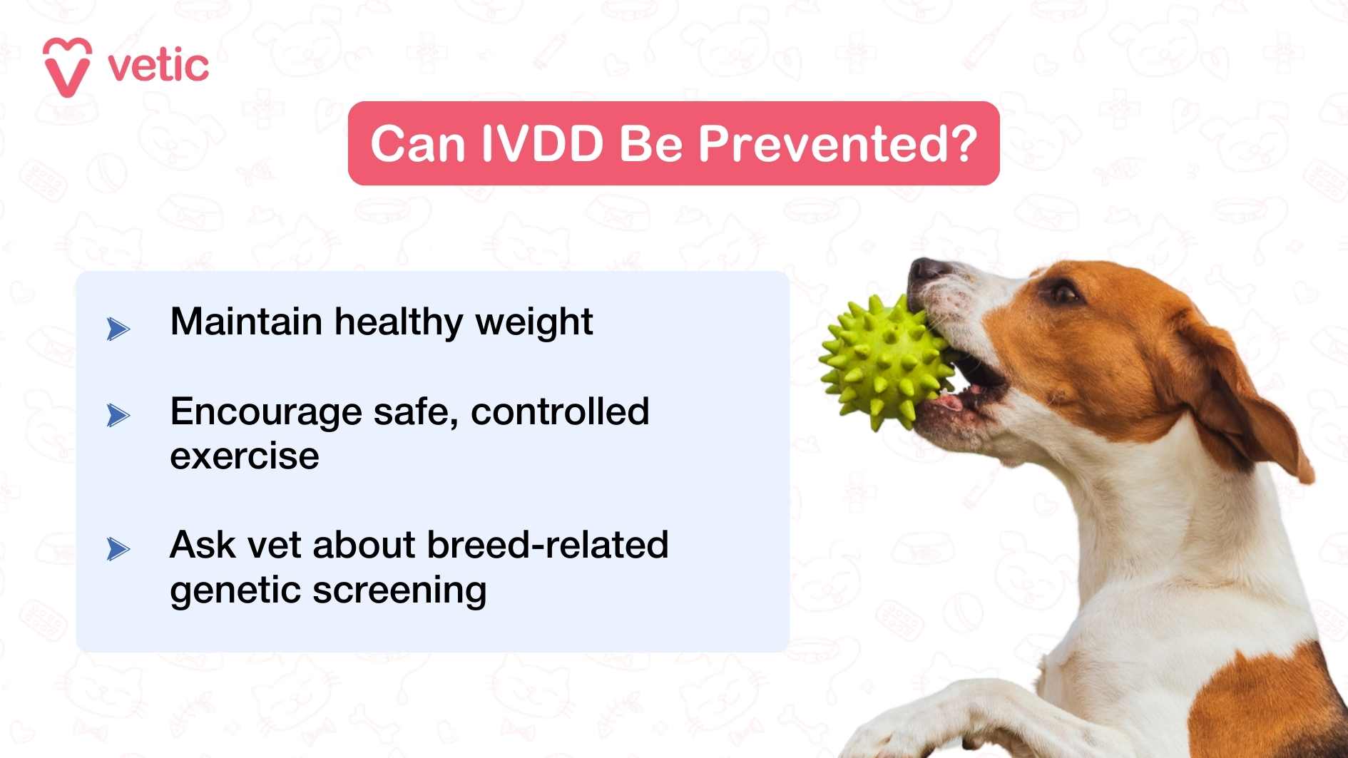 infographic titled “Can IVDD Be Prevented?” shows three key prevention tips for dogs: maintaining a healthy weight, encouraging safe and controlled exercise, and consulting a veterinarian about breed-related genetic screening. The visual features a dog playing with a green spiky toy ball, reinforcing the message of safe, active play.