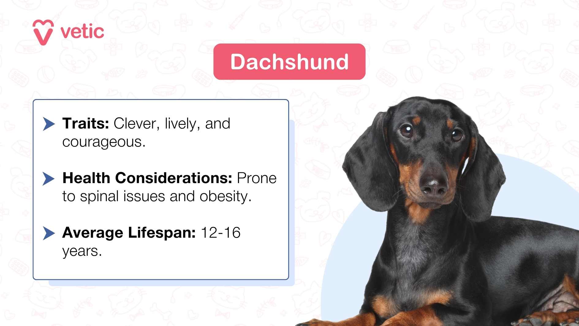 The image features a side profile of a Dachshund against a white background with faint paw prints. Above the dog, the word “Dachshund” is prominently displayed. Below this title, there are three bullet points listing traits, health considerations, and average lifespan of the breed. The traits described are “Clever, lively, and courageous.” The health considerations include being “Prone to spinal issues and obesity.” The average lifespan is stated as “12-16 years.”