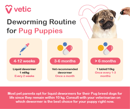 This age-specific guide from Vetic outlines a clear deworming protocol for pug puppies, divided into three developmental stages. The layout features a soft, heart-themed background and a photo of a pug puppy in the top right corner, reinforcing the message of care and affection. The information is segmented for easy reference, helping pet parents stay on track with parasite prevention. Deworming Schedule by Age: 4–12 Weeks Type: Liquid dewormer Dosage: 1 ml/kg Frequency: Every 2 weeks Why it matters: Puppies are highly vulnerable to intestinal parasites during early growth. 3–6 Months Type: Vet-recommended dewormer Frequency: Once a month Why it matters: Continued protection as immunity builds and exposure risk increases. Over 6 Months Type: Tablet (1 tablet per 10 kg) Frequency: Every 1–3 months Why it matters: Maintains gut health and prevents long-term complications. Note at the Bottom: Many pet parents prefer liquid dewormers for life, especially for pugs who typically stay under 10 kg. Always consult your vet to choose the right formulation for your puppy’s current needs.