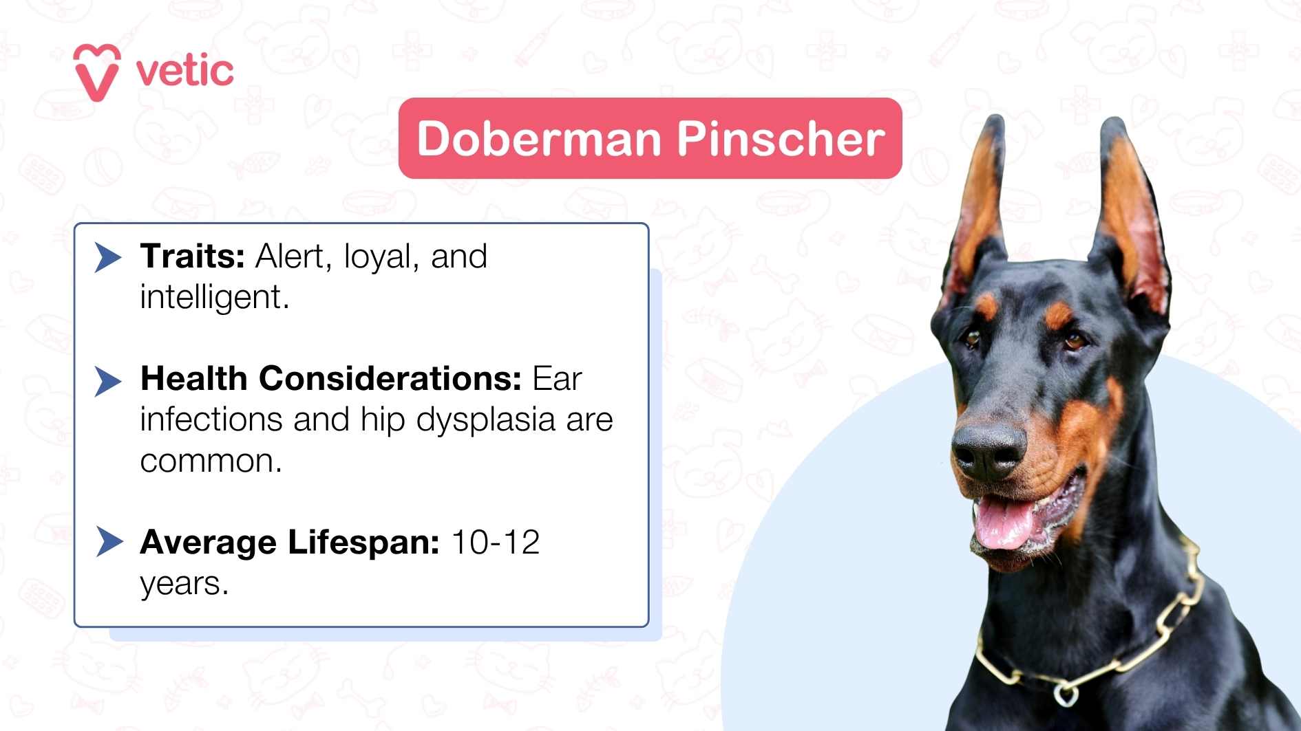 The image features a Doberman Pinscher dog sitting against a light blue background with white paw print and bone patterns. The text on the image provides information about the breed, describing it as “Alert, loyal, and intelligent.” It also mentions health considerations such as “Ear infections and hip dysplasia are common,” and states the average lifespan of the breed as “10-12 years.” The source of this information is credited to ‘vetic’.