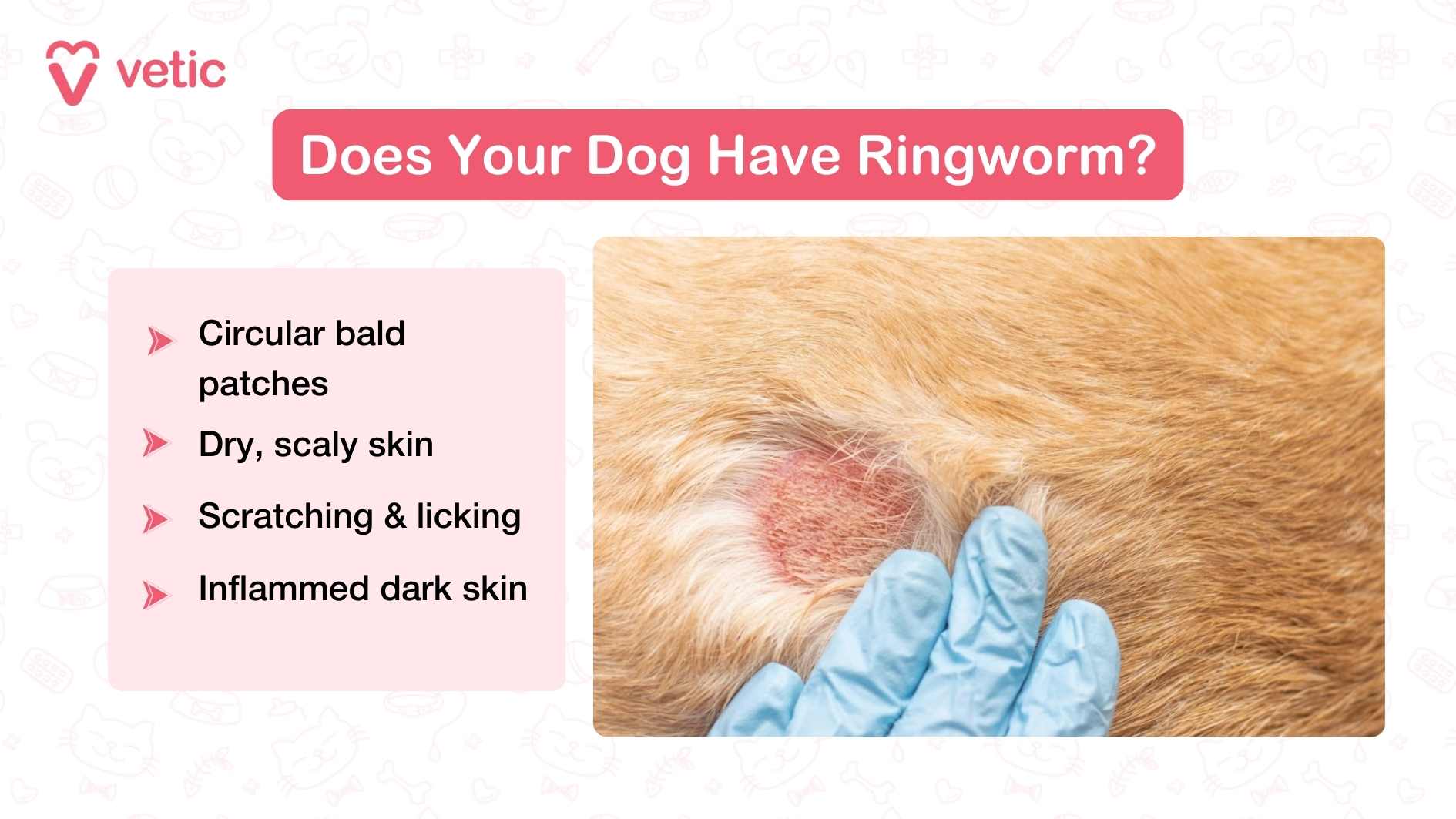 The infographic is titled “Does Your Dog Have Ringworm?” with the Vetic logo on the top left. On the left side, a pink box lists the common signs: Circular bald patches Dry, scaly skin Scratching & licking Inflamed dark skin On the right, there’s a close-up photo of a dog’s fur being parted with a gloved hand to reveal a circular, red, inflamed bald patch typical of ringworm infection.