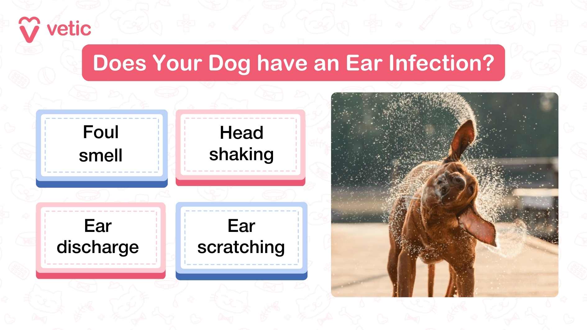 The image is an infographic with the title “Does Your Dog have an Ear Infection?” written in bold white text against a red banner at the top. On the left side, there are four labeled boxes that list common symptoms of ear infections in dogs: “Foul smell,” “Head shaking,” “Ear discharge,” and “Ear scratching.” Each symptom is placed inside a pastel-colored box with either a blue or pink border. On the right side of the image, there is a photograph of a brown dog shaking its head vigorously, causing water droplets to fly in all directions. The dog’s ears are flapping outward due to the force of the shake. The background is blurred, keeping the focus on the dog’s movement. The branding “Vetic” is placed in the top left corner.