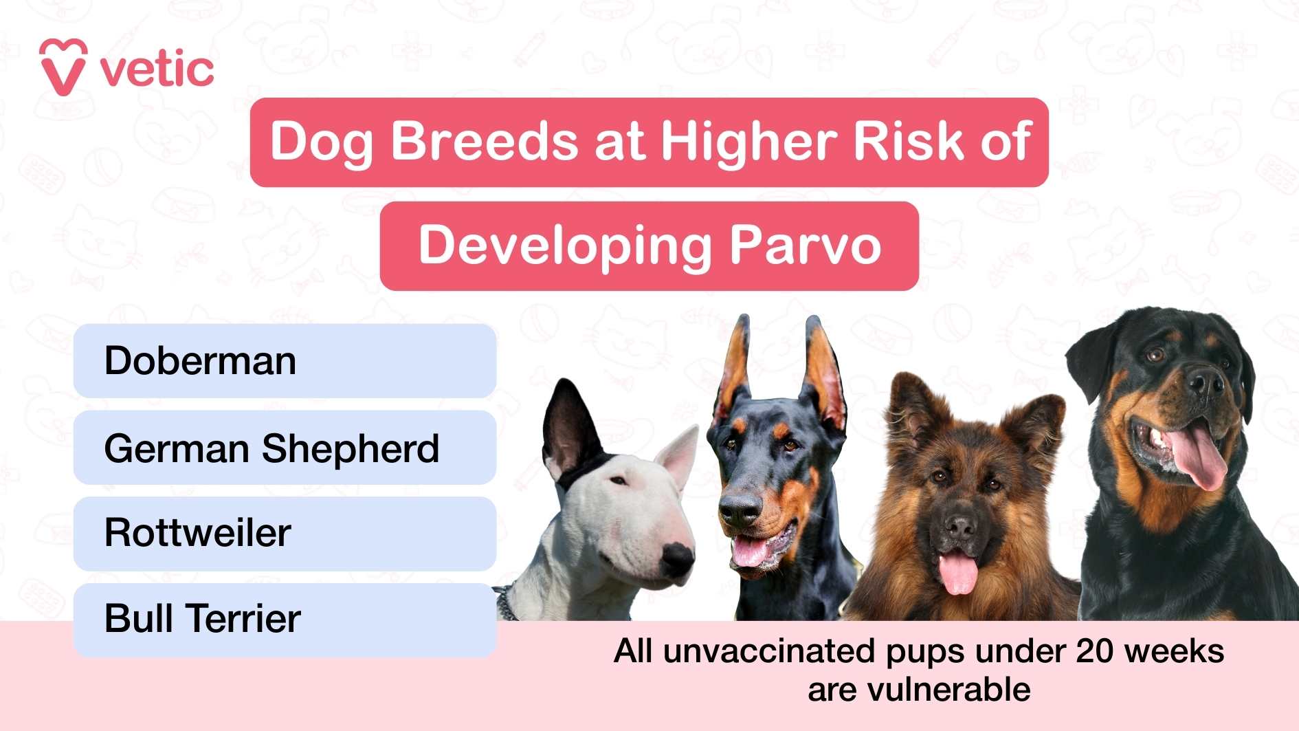 This Vetic infographic highlights the dog breeds most vulnerable to Parvovirus, using a clean layout and breed-specific visuals to drive home the message. The top of the image features a bold red and white title that reads “Dog Breeds at Higher Risk of Developing Parvo,” immediately signaling concern for breed-specific susceptibility. On the left side, four breeds are listed in blue boxes: Bull Terrier, Doberman, German Shepherd, and Rottweiler. Each is accompanied by a representative image, making the information visually engaging and easy to remember. At the bottom right, a crucial note reminds viewers that all unvaccinated puppies under 20 weeks are at risk, regardless of breed. This reinforces that while certain breeds may be genetically more susceptible, lack of vaccination remains the most critical factor in vulnerability. The design balances breed awareness with universal caution, encouraging pet parents to act early and decisively.