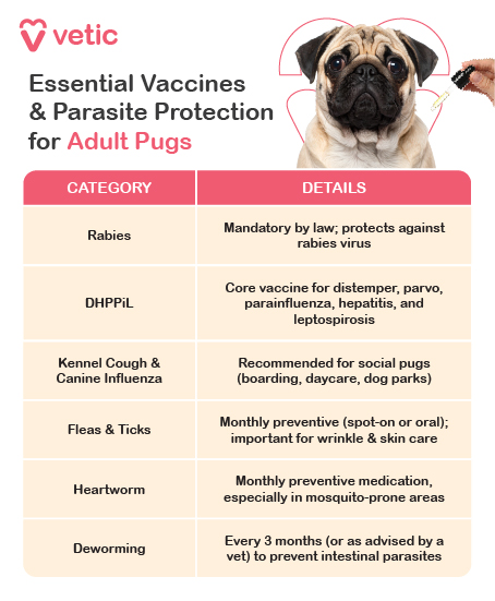 “Essential Vaccines & Parasite Protection for Adult Pugs”, offers a concise, actionable guide for maintaining adult pug health. The layout features two columns—Category and Details—with a warm visual theme and a photo of a pug beside a syringe, reinforcing the importance of preventive care. 🛡️ Vaccination Protocols: Rabies Mandatory by law Protection: Prevents fatal rabies virus; legally required in most regions. DHPPiL Core vaccine Protection: Covers distemper, parvo, parainfluenza, hepatitis, and leptospirosis. Kennel Cough & Canine Influenza Recommended for social pugs (boarding, daycare, dog parks) Protection: Prevents respiratory infections in high-contact environments. 🦠 Parasite Prevention: Fleas & Ticks Monthly spot-on or oral preventives Note: Especially important for wrinkle care and skin health. Heartworm Monthly medication Critical in mosquito-prone areas to prevent life-threatening heartworm disease. Deworming Every 3 months (or as advised by your vet) Protection: Keeps gut parasite-free and supports overall immunity.