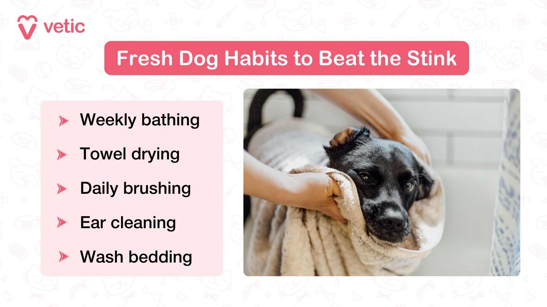 The infographic is titled “Fresh Dog Habits to Beat the Stink” with the Vetic logo in the top left. On the left side, a pink box lists five hygiene practices: Weekly bathing Towel drying Daily brushing Ear cleaning Wash bedding On the right, there’s a photo of a black dog being gently dried with a towel after a bath, symbolizing care and hygiene.