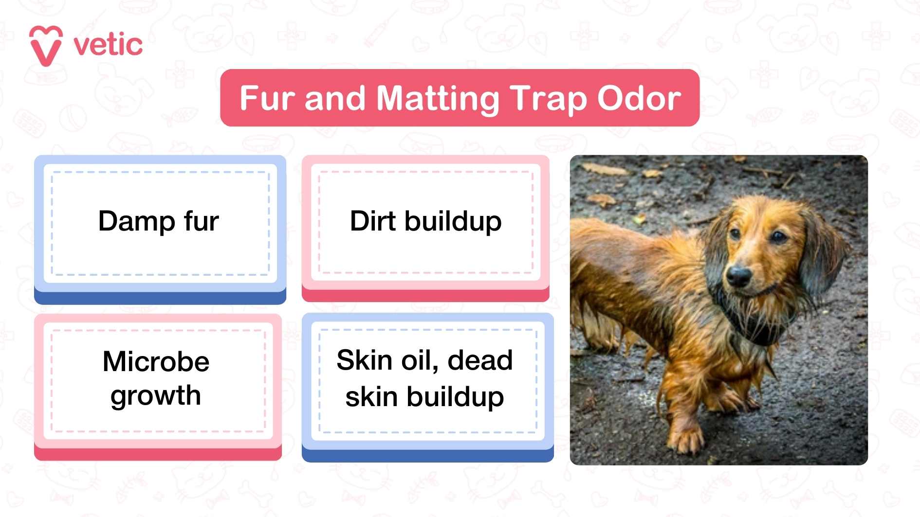 The infographic is titled “Fur and Matting Trap Odor” with the Vetic logo on the top left. On the left side, four boxes list causes of odor: Damp fur Dirt buildup Microbe growth Skin oil, dead skin buildup On the right, there’s a photo of a small long-coated brown dog (likely a Dachshund) standing on wet ground, with its coat visibly damp and clumped from moisture.