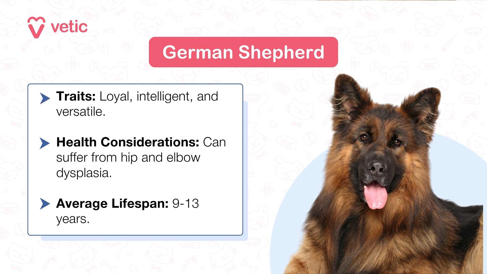 The image features a young German Shepherd lying down with its head raised and facing towards the viewer. The background is a light blue color with faint, white dog-related illustrations such as bones, paw prints, and dog houses. On the right side of the image, there is text that provides information about the German Shepherd breed. It lists traits as “Loyal, intelligent, and versatile,” health considerations mentioning “Can suffer from hip and elbow dysplasia,” and an average lifespan of “9-13 years.” The text is presented in a clean sans-serif font against a darker blue background which enhances readability. There’s also a logo or watermark at the bottom left that reads ‘vetic’. This image could be used for educational purposes or to promote awareness about the breed’s characteristics and health considerations.