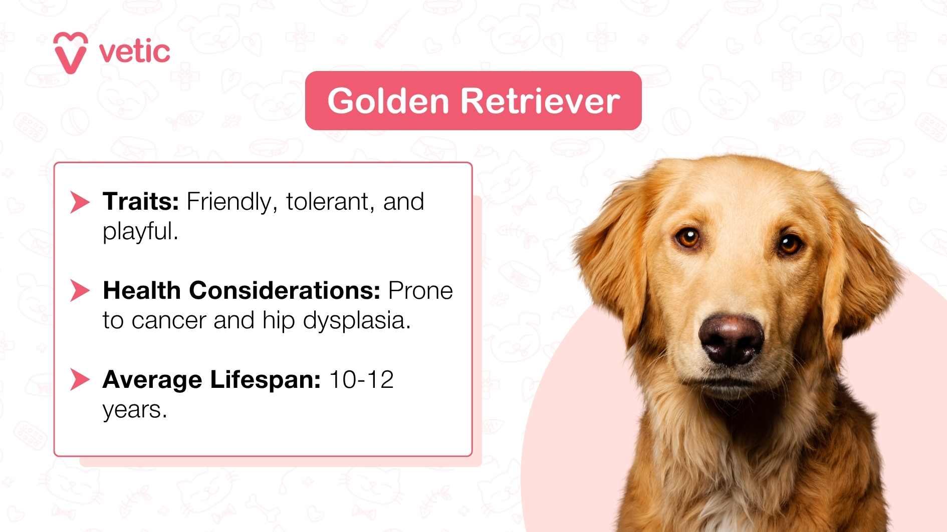 The image shows a Golden Retriever dog . The background is light blue with faint doodles of bones, paw prints, and dog silhouettes. At the top, text reads “Golden Retriever” in a larger font. Below this header are three bullet points listing traits (“Friendly, tolerant, and playful.”), health considerations (“Prone to cancer and hip dysplasia.”), and average lifespan (“10-12 years.”). The text is informative for those interested in the breed’s characteristics and potential health issues.