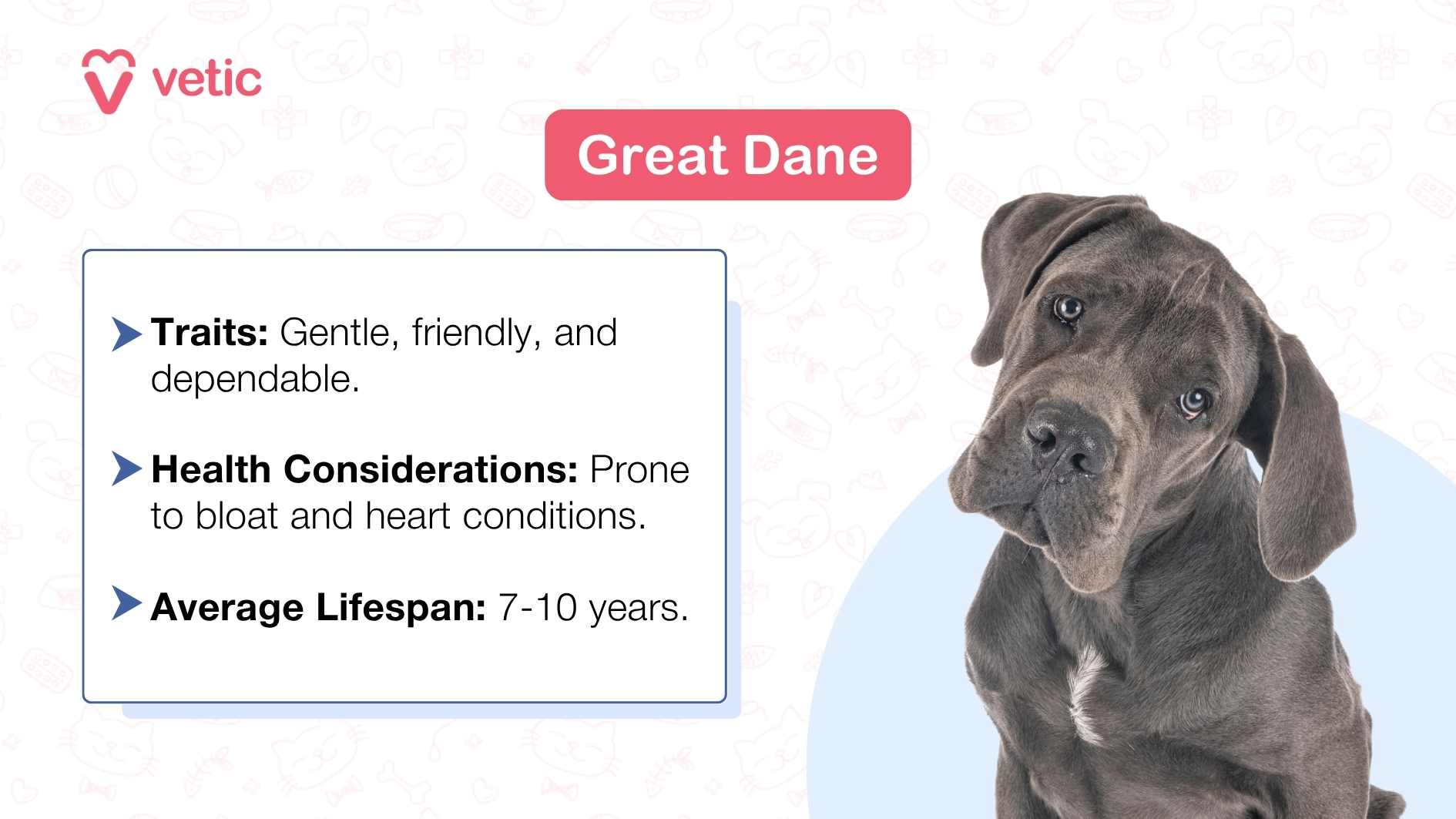 The image features a large Great Dane dog lying down with its head obscured by a gray square. The background is light blue with faint doodles of bones, paw prints, and other dogs. On the right side, there’s text that reads “Great Dane” in bold letters followed by three bullet points highlighting the breed’s traits (“Gentle, friendly, and dependable.”), health considerations (“Prone to bloat and heart conditions.”), and average lifespan (“7-10 years”). The word “vetic” is visible in the top left corner, suggesting this may be educational material from a veterinary source.