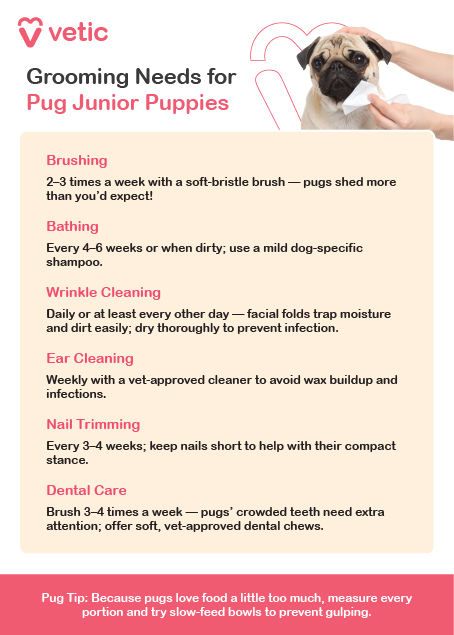 This light pink, icon-enhanced chart from Vetic offers a practical grooming guide tailored for junior pug puppies. The layout is clean and visually engaging, with bullet points and icons representing each grooming task. A photo of a small pug being gently held adds warmth and relevance, reinforcing the message of attentive care during early development. Key Grooming Recommendations: Bathing: Use a mild puppy shampoo every 4–6 weeks to maintain skin health without stripping natural oils. Brushing: 2–3 times a week to manage shedding and stimulate circulation. Wrinkle Cleaning: Daily or every other day—essential for preventing irritation and bacterial buildup in facial folds. Ear Cleaning: Weekly with a vet-approved solution to avoid wax buildup and infections. Nail Trimming: Every 3–4 weeks to prevent overgrowth and support proper posture and mobility. Dental Care: Brush 3–4 times a week using puppy-safe toothpaste; early habits help prevent tartar and gum issues later.