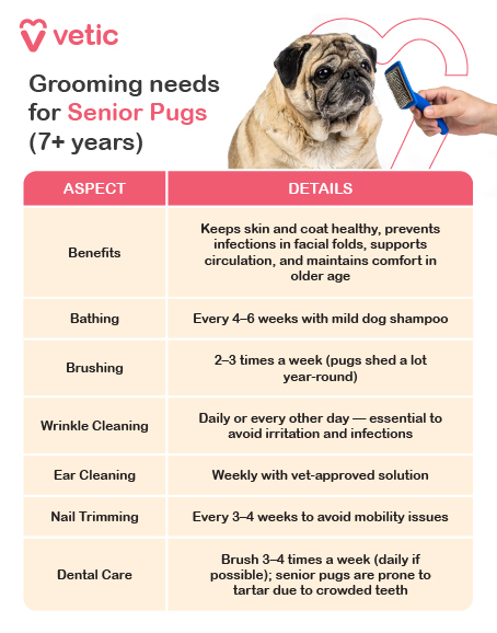 titled “Grooming Needs for Senior Pugs (7+ years)”, offers a clear, actionable guide for maintaining hygiene and comfort in aging pugs. The layout features two columns—Aspect and Details—with a soft visual theme and a photo of a pug being gently brushed, reinforcing the message of care and tenderness. Key Grooming Aspects: Benefits: Promotes skin and coat health, prevents infections (especially in facial folds), boosts circulation, and enhances comfort in older age. Bathing: Every 4–6 weeks using a mild dog shampoo to avoid skin irritation. Brushing: 2–3 times a week to manage year-round shedding and stimulate skin health. Wrinkle Cleaning: Daily or every other day—critical for preventing irritation and bacterial infections. Ear Cleaning: Weekly with a vet-approved solution to avoid wax buildup and ear infections. Nail Trimming: Every 3–4 weeks to prevent overgrowth and mobility issues. Dental Care: Brushing 3–4 times a week (ideally post-meal); senior pugs are prone to tartar due to crowded teeth.