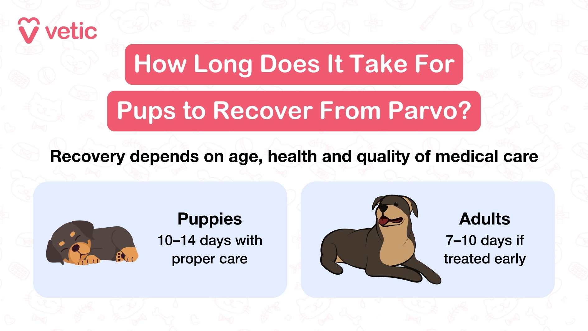 This Vetic infographic addresses a common concern among pet parents: how long it takes for dogs to recover from Parvovirus. The layout is split into two sections, each featuring an illustration that adds emotional context to the information. On the left, a sleeping puppy is paired with the note that recovery typically takes 10 to 14 days with proper care. On the right, an adult dog is shown sitting calmly, with a shorter recovery window of 7 to 10 days—provided treatment begins early. The subheading clarifies that recovery time isn’t fixed; it depends on the dog’s age, overall health, and the quality of medical care received. This reinforces the importance of timely intervention and professional support. The visual contrast between the two dogs subtly communicates that younger pups are more vulnerable and may need longer, more intensive care.