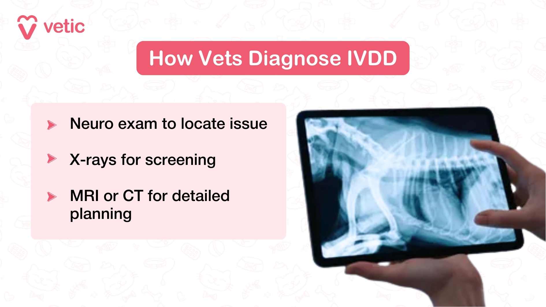 The infographic titled “How Vets Diagnose IVDD” outlines the three main diagnostic steps used by veterinarians. It highlights neurological exams to locate the issue, X-rays for initial screening, and advanced imaging such as MRI or CT scans for precise treatment planning. The image shows a person holding a tablet displaying a dog’s X-ray, reinforcing the concept of medical imaging in diagnosis.