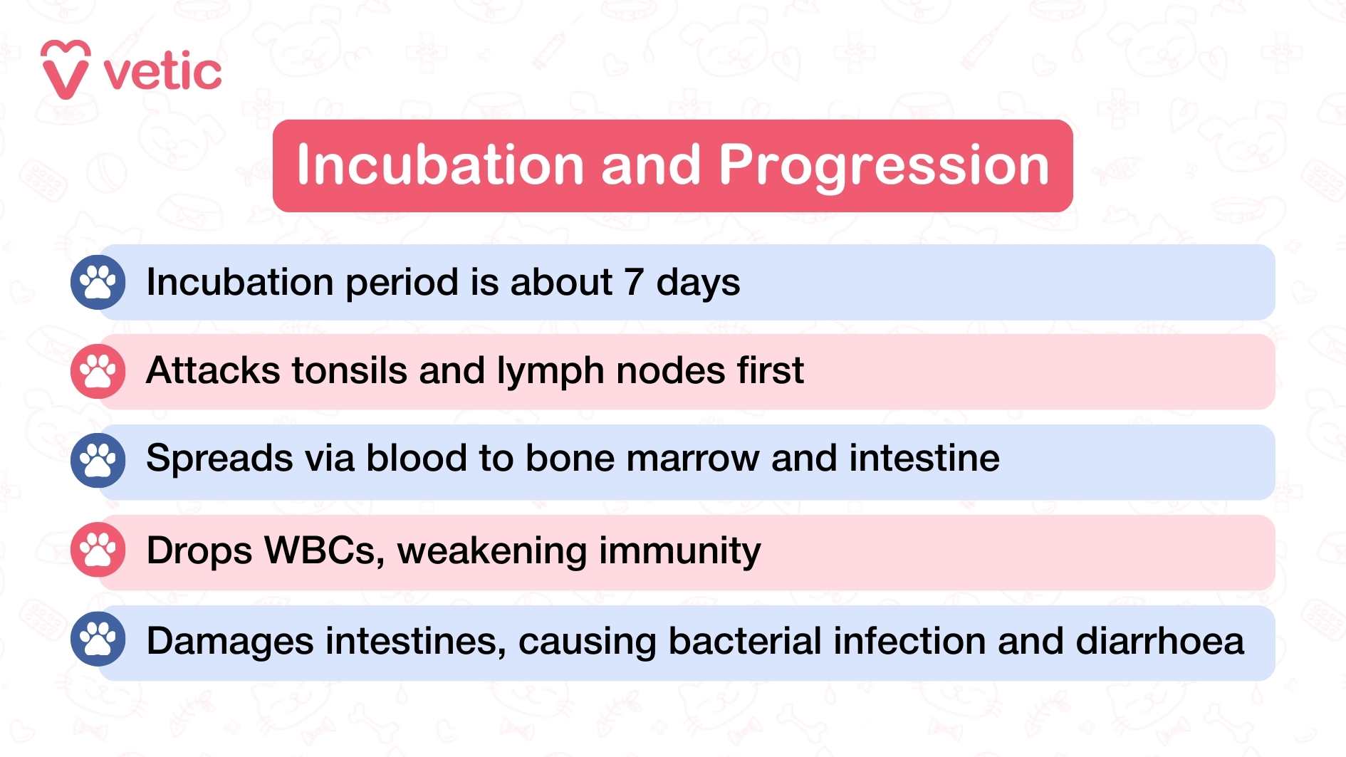 This Vetic infographic outlines the incubation and progression of Parvovirus in dogs with a structured, timeline-style approach. The design uses colored text boxes and icons to guide the viewer through each stage of the disease’s development. It begins by noting that the incubation period lasts around seven days, during which the virus silently prepares to attack. The first targets are the tonsils and lymph nodes, which are key components of the immune system. From there, the virus spreads through the bloodstream, reaching the bone marrow and intestines—two critical areas that, once compromised, lead to rapid deterioration. As the virus invades the bone marrow, it causes a drop in white blood cells, severely weakening the dog’s immune defenses. The final stage involves intestinal damage, which not only triggers bacterial infections but also leads to severe diarrhea. This progression explains why symptoms often appear suddenly and escalate quickly, making early detection and intervention essential.