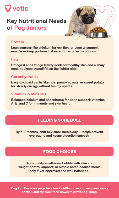 Detailed Description: This infographic from Vetic, titled “Key Nutritional Needs of Pug Juniors,” features a young pug sitting beside a bowl of kibble—visually reinforcing the feeding theme. The layout is clean and segmented into four key areas: 1. Protein Recommends lean sources such as chicken, turkey, fish, or eggs. Purpose: Supports muscle growth during junior development. 2. Fats Highlights Omega-3 and Omega-6 fatty acids. Benefits: Promote healthy skin, a shiny coat, and provide energy. 3. Carbohydrates Suggests easy-to-digest options like rice, pumpkin, oats, or sweet potato. Role: Provide sustained energy without digestive strain. 4. Vitamins & Minerals Focuses on balanced calcium and phosphorus for bone health. Includes vitamins A, E, and C for immunity and skin support. Feeding Schedule By 6–7 months, transition to two small meals per day. Reason: Helps prevent overeating and supports smooth digestion. Food Choices Advises high-quality small-breed kibble with skin and weight-control benefits. Home-cooked meals are acceptable only if vet-approved and nutritionally balanced.