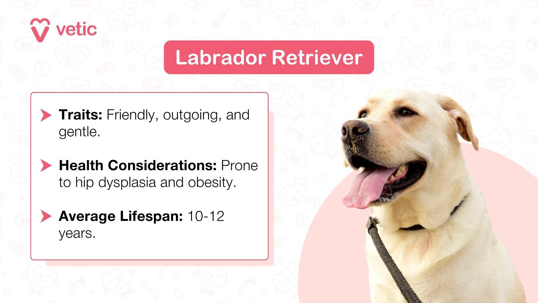 The image features a Labrador Retriever dog sitting against a light pink background, and food bowls. At the top right corner, the word “Labrador Retriever” is displayed in bold font. Below it are two sections titled “Traits” and “Health Considerations,” followed by “Average Lifespan.” The traits listed are “Friendly, outgoing, and gentle.” Under health considerations, it is noted that the breed is prone to hip dysplasia and obesity. Additionally, the average lifespan of a Labrador Retriever is stated to be 10-12 years.