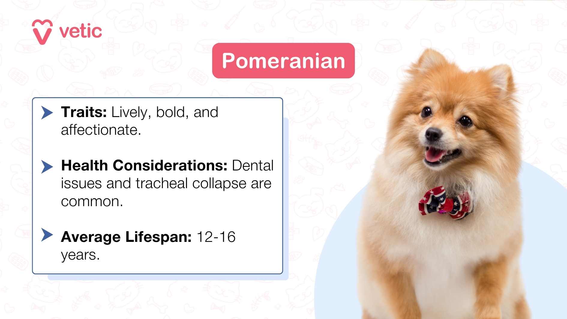 The image shows a Rottweiler dog sitting down with its front paws extended forward. The background is a light blue color with faint, white line drawings of various dog-related items like bones, paw prints, and kennels. On the right side of the image, there is text that provides information about the Rottweiler breed: Traits: Confident, loyal, and protective. Health Considerations: Hip dysplasia and heart problems are common. Average Lifespan: 9-10 years.