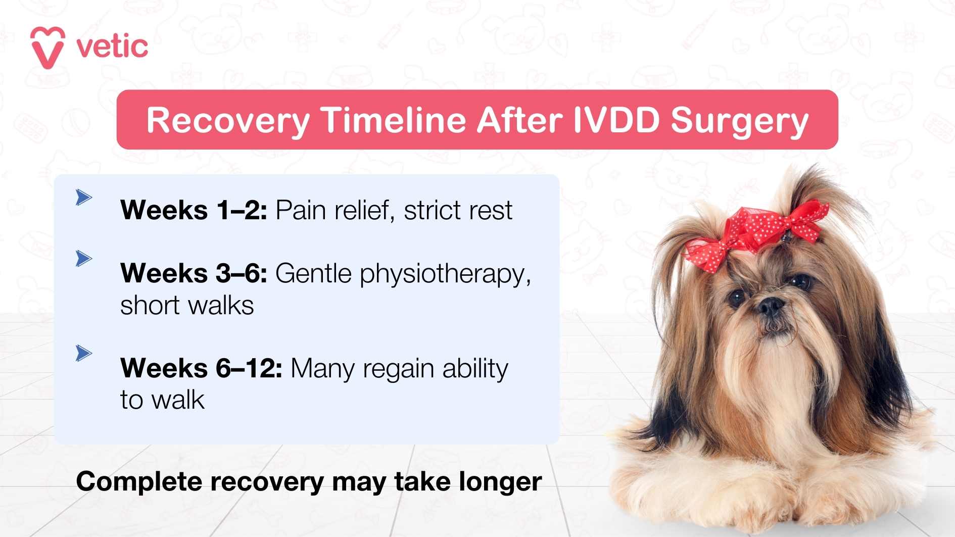 The infographic titled “Recovery Timeline After IVDD Surgery” shows the typical stages of healing for dogs. It explains that during weeks 1–2, the focus is on pain relief and strict rest. From weeks 3–6, gentle physiotherapy and short walks are introduced. By weeks 6–12, many dogs regain their ability to walk. The note at the bottom emphasizes that complete recovery may take longer. The visual features a Shih Tzu with a red bow, a breed also prone to back issues, making the information relatable to pet parents.