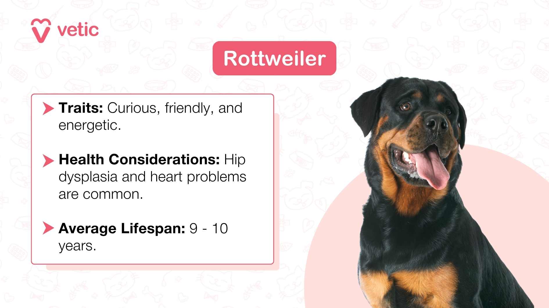 Image shows a Rottweiler adult sitting with their tongue out on a pink and white background. the text on the image says "Rottweiler" and has parameters like traits, health considerations and average lifespan. the details include Traits: Confident, loyal, and protective. Health Considerations: Hip dysplasia and heart problems are common. Average Lifespan: 9-10 years.