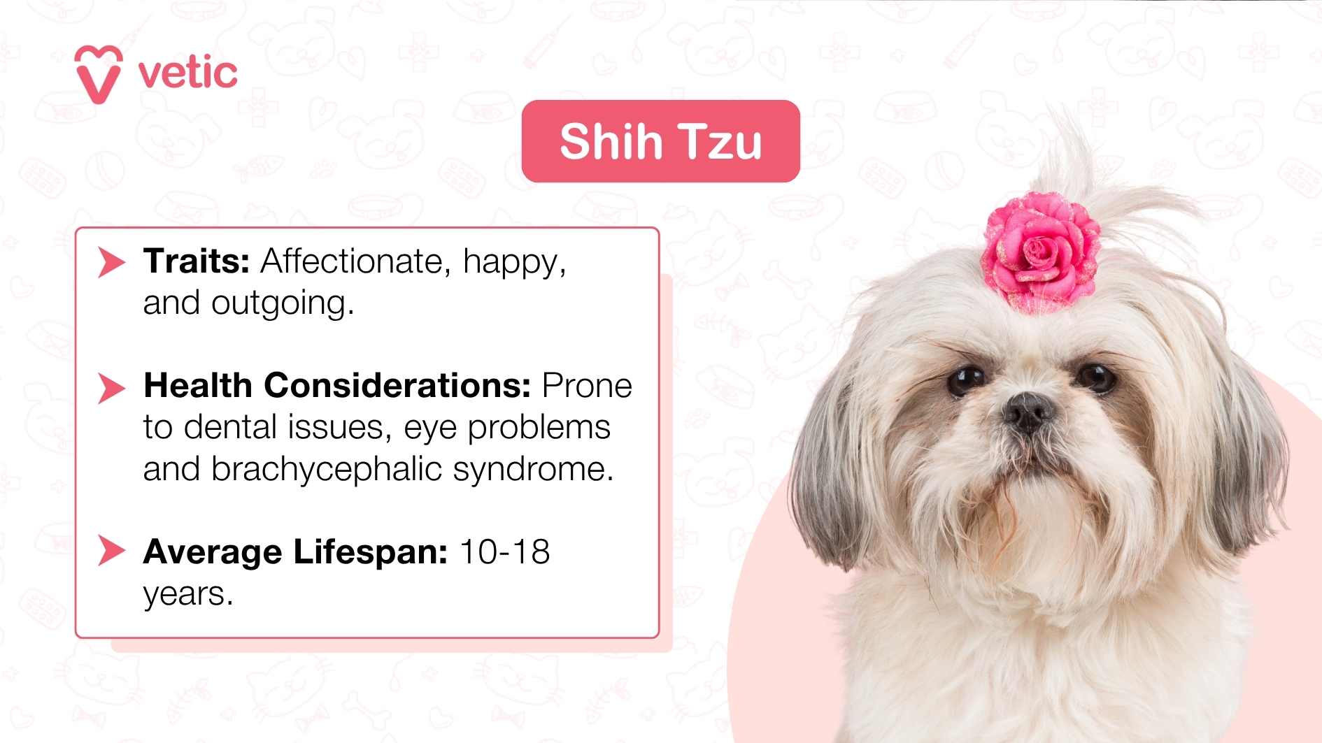 The image shows a Shih Tzu dog with a rose-shaped bow on the head. The background is light pink with faint, white paw prints and bone patterns. On the right side, there is text providing information about the Shih Tzu breed, including traits such as “Affectionate, happy, and outgoing,” health considerations like being “Prone to dental issues, eye problems, and brachycephalic syndrome,” and an “Average Lifespan: 10-18 years.” The text is next to the image of the dog, which is sitting down facing towards the left side of the image. This image could be relevant for educational purposes regarding dog breeds or for promoting awareness about specific breed characteristics and health concerns.