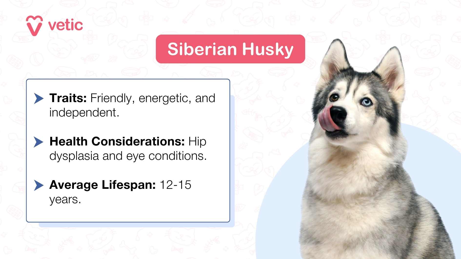 a Siberian Husky sitting, and licking their nose. Their alert expressions and healthy appearance highlight their typical characteristics. Against a light blue background adorned with white paw prints, the bold text “Siberian Husky” appears in the top right corner. Below, bullet points outline their traits (“Friendly, energetic, and independent”), health considerations (such as hip dysplasia and eye conditions), and an average lifespan of 12 to 15 years.
