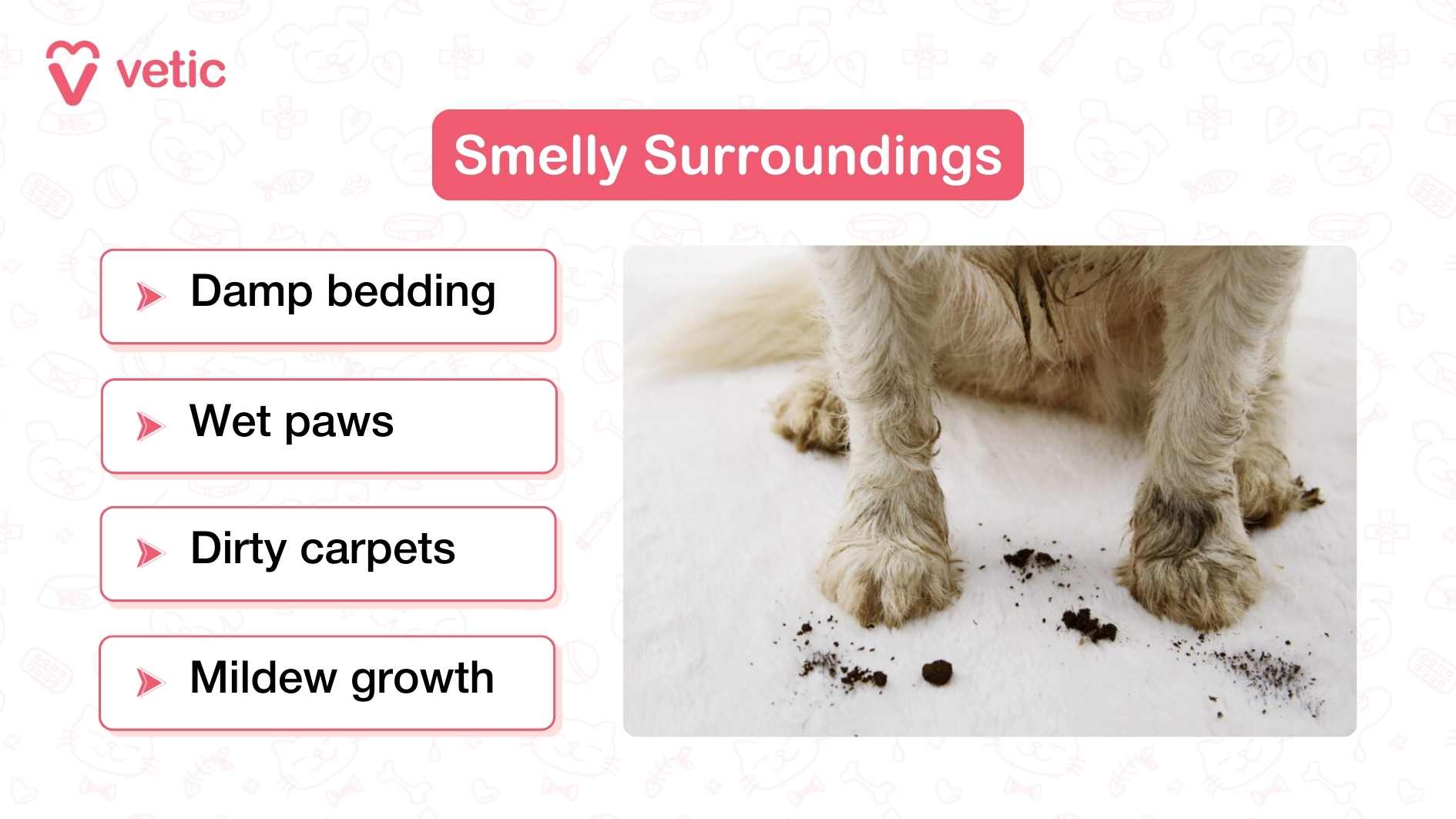 The infographic is titled “Smelly Surroundings” with the Vetic logo on the top left. On the left side, four points are listed inside white boxes with red outlines: Damp bedding Wet paws Dirty carpets Mildew growth On the right, there is a close-up image of a dog’s muddy, wet paws standing on a white surface, with visible dirt scattered around.