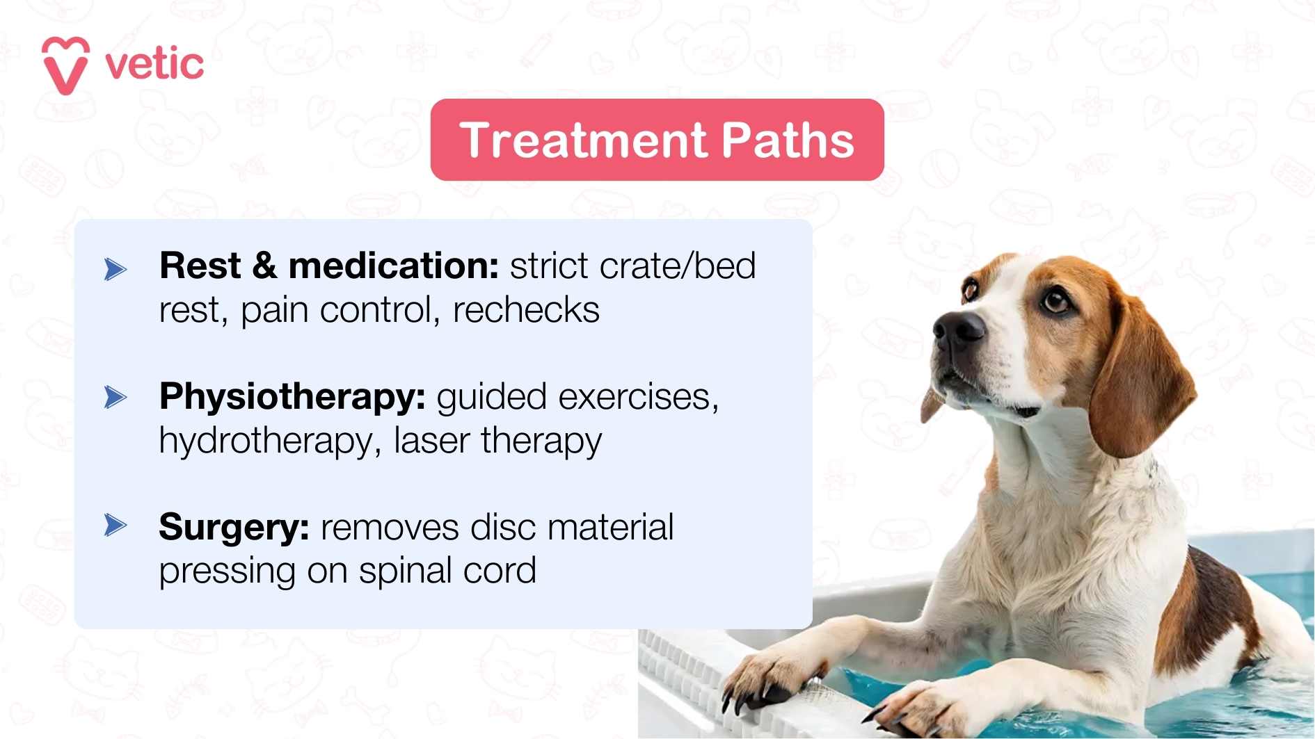 An informative slide titled “Treatment for IVDD in Dogs” from Vetic. It features a bullet-pointed list of treatments alongside an image of a dog standing on a purple balance cushion. The text reads: “If the Dog is Walking, Medicines are Recommended. If the Dog Is Not Walking, Surgery is Recommended. Physiotherapy aids faster recovery in both circumstances.”