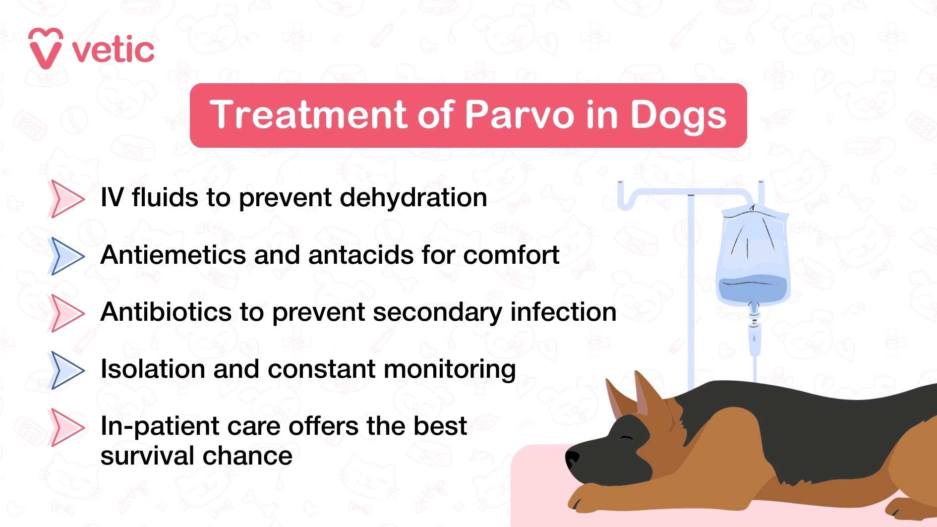 This Vetic infographic focuses on the treatment protocol for dogs diagnosed with Parvovirus. The visual centers around a German Shepherd receiving IV fluids, immediately conveying the seriousness of the condition and the need for medical intervention. The background includes subtle veterinary icons that reinforce the clinical context without distracting from the core message. The text outlines five key components of treatment: IV fluids are administered to combat dehydration, which is a major risk in Parvo cases. Antiemetics and antacids are used to ease gastrointestinal discomfort, while antibiotics help prevent secondary infections that can arise due to the weakened immune system. Isolation and constant monitoring are emphasized to prevent the spread of the virus and ensure timely response to complications. Finally, the infographic stresses that in-patient care significantly improves survival chances, underscoring the importance of professional veterinary support.