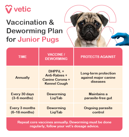 Junior Pug Vaccination & Deworming Plan This image presents a clear, color-coded chart titled “Vaccination & Deworming Plan for Junior Pugs”, created by Vetic. It’s designed to guide pet parents through essential health protocols beyond the initial puppy stage. The chart is divided into three columns: Time, Vaccine / Deworming, and Protects Against, and features a soft pink-beige theme that enhances readability and visual warmth. A pug photo and the Vetic logo reinforce the brand’s focus on breed-specific care. Key Details: Annually: Vaccines: DHPPI+, Anti-Rabies, Canine Corona, Kennel Cough Protection: Long-term immunity against major canine diseases including distemper, parvo, hepatitis, leptospirosis, rabies, coronavirus, and kennel cough. Every 30 days (3 rounds): Deworming: Liquid or tablet form Protection: Maintains a parasite-free gut during early growth. Every 3 months (from 6 to 18 months): Deworming: Continued liquid/tablet doses Protection: Sustains parasite control through adolescence. The chart also includes a reminder: Repeat core vaccines annually and follow your vet’s dosage advice for deworming.