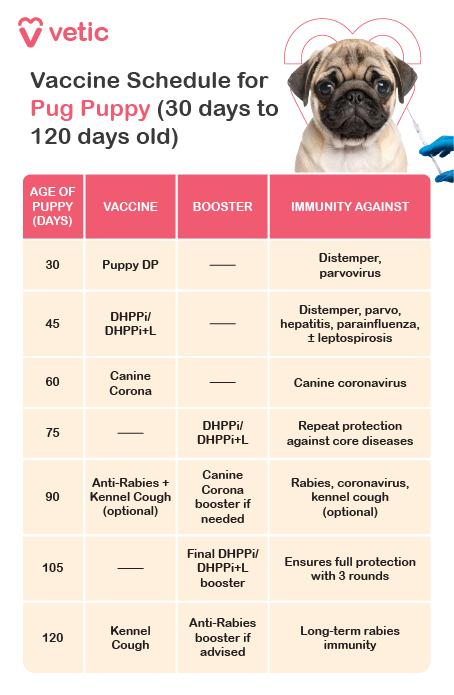 The image is a structured vaccine schedule chart tailored specifically for pug puppies between the ages of 30 to 120 days. It’s titled “Vaccine Schedule for Pug Puppy (30 days to 120 days old)” and prominently features the Vetic logo, lending credibility and branding to the information. The chart is organized into four columns: “Age of Puppy (Days)”, “Vaccine”, “Booster”, and “Immunity Against”. Each row outlines a specific age milestone and the corresponding vaccine protocol. At 30 days, the Puppy DP vaccine is administered to protect against distemper and parvovirus. By 45 days, the DHPPI or DHPPI+L vaccine is introduced, covering distemper, parvo, hepatitis, parainfluenza, and leptospirosis. At 60 days, the Canine Corona vaccine is given for repeat protection against canine coronavirus. The 75-day mark includes a booster dose of DHPPI/DHPPI+L. At 90 days, optional vaccines such as Anti-Rabies and Kennel Cough are recommended, along with a Canine Corona booster, offering immunity against rabies, coronavirus, and kennel cough. At 105 days, the final DHPPI/DHPPI+L booster ensures full protection through three rounds. Finally, at 120 days, the Kennel Cough vaccine and an optional Anti-Rabies booster are suggested for long-term immunity. A pug puppy image in the top right corner adds warmth and relevance, visually anchoring the chart to its intended audience.