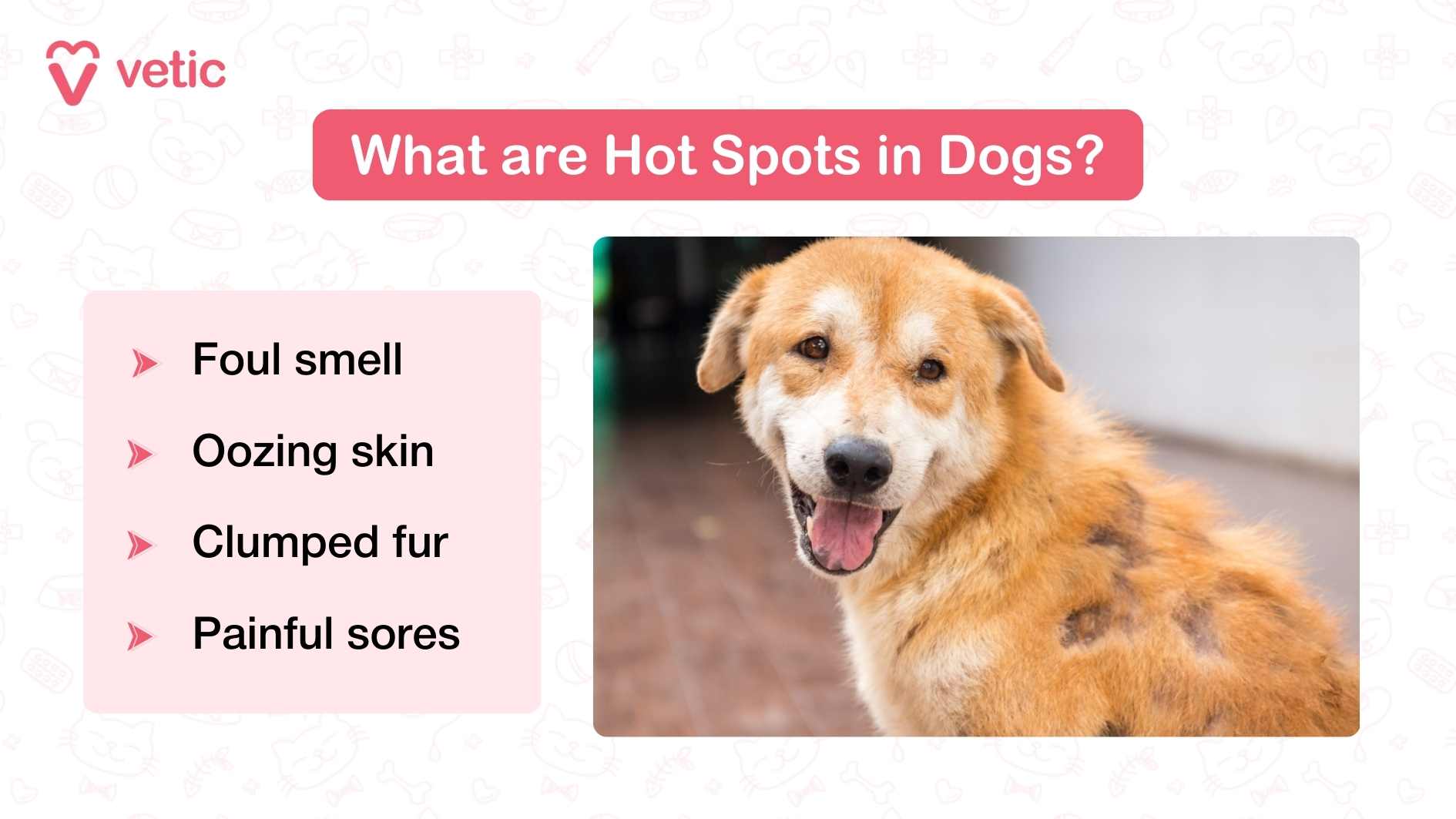 The infographic is titled “What are Hot Spots in Dogs?” with the Vetic logo on the top left. On the left side, a pink box lists the signs of hot spots: Foul smell Oozing skin Clumped fur Painful sores On the right, there is a photograph of a brown-and-white dog looking back at the camera, smiling, but with visible raw, inflamed patches of hair loss on its back, typical of hot spots.
