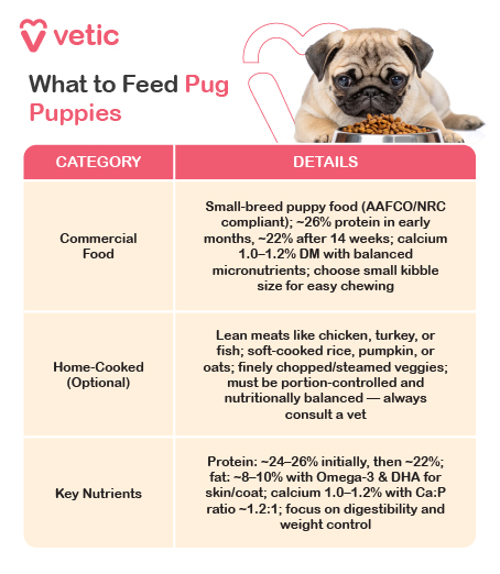 The image is a structured infographic from “Vetic” titled “What to Feed Pug Puppies.” It features a small pug puppy in the top-right corner, adding visual warmth and relevance. The layout is divided into three clearly labeled sections: 1. Commercial Food Recommends small-breed puppy food that meets AAFCO/NRC standards. Protein content: ~26% in early months, reduced to ~22% after 14 weeks. Calcium: 1.0–1.2% dry matter, with balanced micronutrients. Advises choosing small kibble size for easier chewing. 2. Home-Cooked (Optional) Suggests lean meats like chicken, turkey, or fish. Includes soft-cooked rice, pumpkin, or oats. Encourages finely chopped or steamed vegetables. Emphasizes portion control and nutritional balance, with a strong note to consult a vet. 3. Key Nutrients Protein: ~26% early, then ~22%; includes ~8–10% fat with Omega-3 & DHA for skin and coat health. Calcium: 1.0–1.2%, with a Ca:P ratio of ~1.1–1.2:1. Focus on digestibility and weight control. The chart is designed to guide pet parents through early-stage nutrition for pug puppies, balancing commercial and home-cooked options with precise nutrient targets.