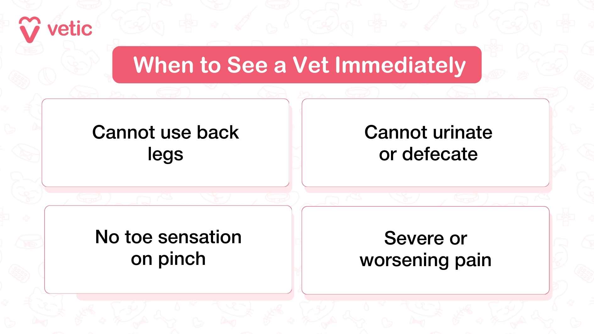 An educational image featuring the title “What Causes IVDD in Dogs?” with the logo of ‘vetic’ in the top right corner. Below the title, there is a paragraph explaining that Intervertebral Disc Disease (IVDD) in dogs is caused by the structure made of individual vertebrae called intervertebral discs separating the vertebrae. It mentions that these discs can harden and press on the spinal cord when they shoot upwards due to degeneration of the vertebral column. On the right side, there are two diagrams illustrating a normal intervertebral disc and a protruded intervertebral disc pressing against the spinal cord. Below, an illustration of a dog with its spine highlighted shows where IVDD can occur.