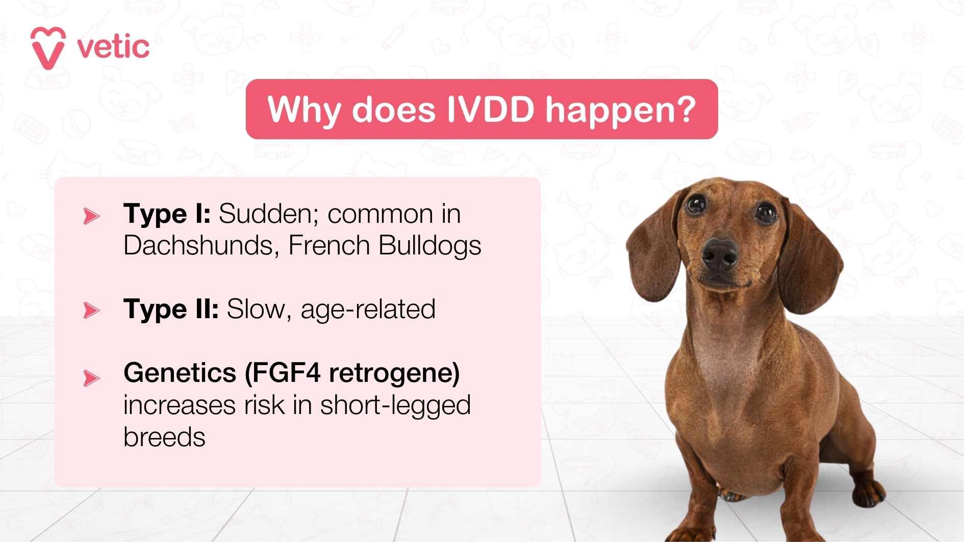 An educational image featuring the title “What Causes IVDD in Dogs?” with the logo of ‘vetic’ in the top right corner. Below the title, there is a paragraph explaining that Intervertebral Disc Disease (IVDD) in dogs is caused by the structure made of individual vertebrae called intervertebral discs separating the vertebrae. It mentions that these discs can harden and press on the spinal cord when they shoot upwards due to degeneration of the vertebral column. On the right side, there are two diagrams illustrating a normal intervertebral disc and a protruded intervertebral disc pressing against the spinal cord. Below, an illustration of a dog with its spine highlighted shows where IVDD can occur.